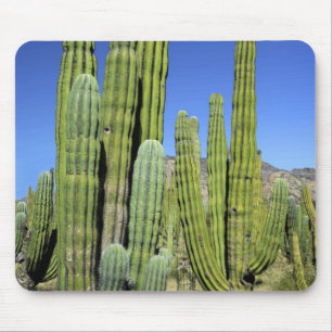 Mexiko, Sonora, San Carlos. Saguaro & Organ Pipe Musmatta