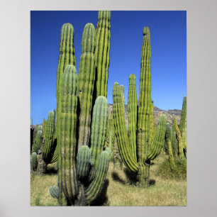 Mexiko, Sonora, San Carlos. Saguaro & Organ Pipe Poster
