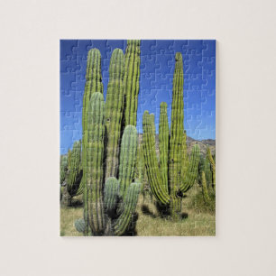 Mexiko, Sonora, San Carlos. Saguaro & Organpipe Pussel
