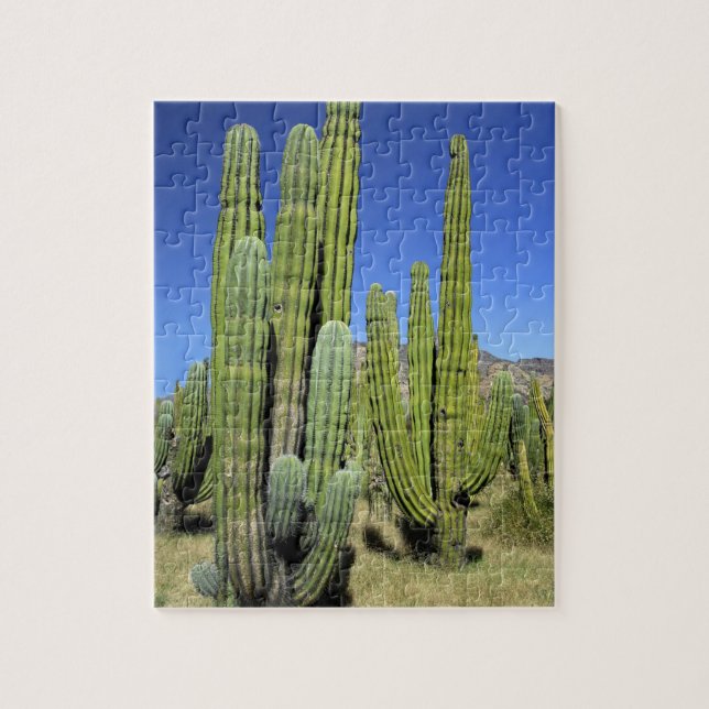 Mexiko, Sonora, San Carlos. Saguaro & Organpipe Pussel (Vertikal)