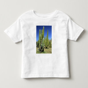 Mexiko, Sonora, San Carlos. Saguaro & Organpipe Tröja