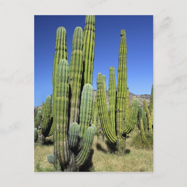 Mexiko, Sonora, San Carlos. Saguaro & Organpipe Vykort (Framsida)