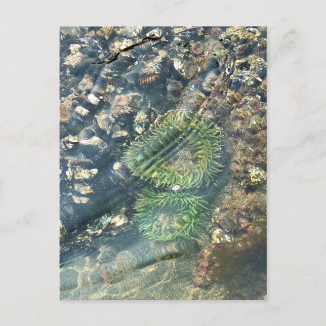 Meyers Beach North, Guld Beach, Oregon Vykort (Framsida)