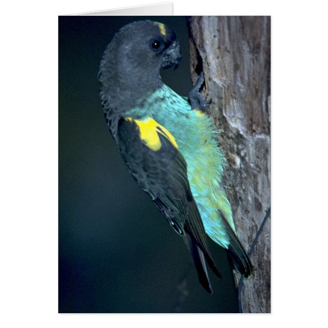 Meyer's Parrot Hälsningskort (Framsidan)