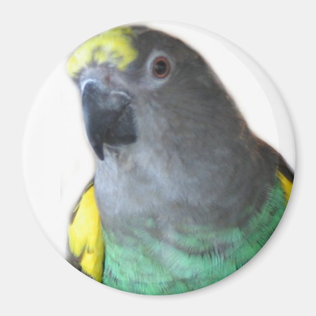 Meyers Parrot Magnet (Framsidan)