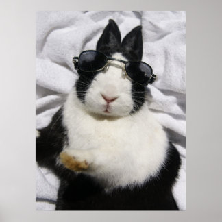 MHRR Nederländska svarta vita kaninkaniner poster