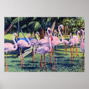 Miami Florida Flamingos i Hialeah Park Poster
