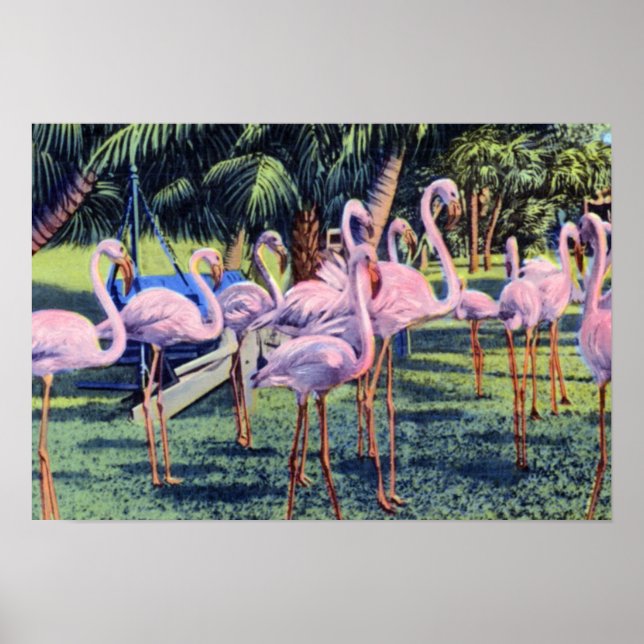 Miami Florida Flamingos i Hialeah Park Poster (Framsidan)
