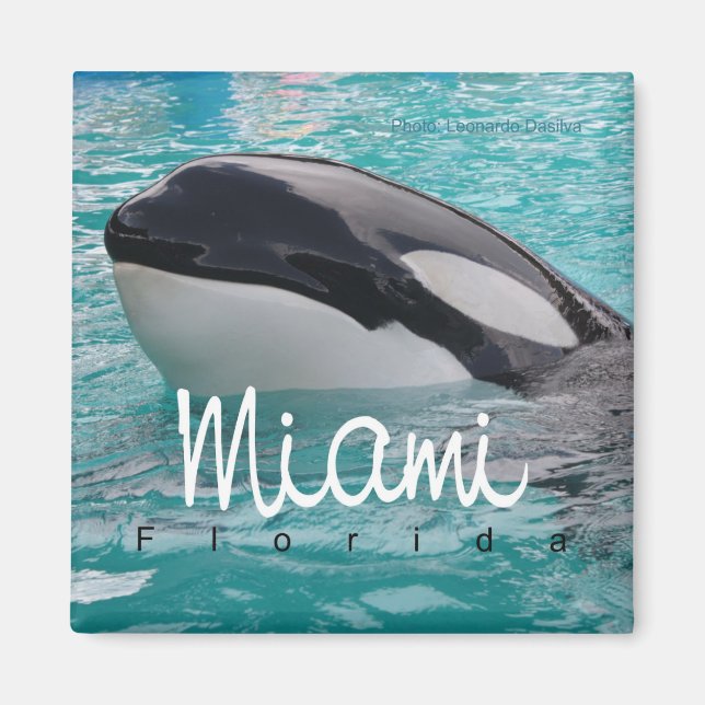 Miami Florida Orca Whale Photo Fridge Magnet (Framsidan)