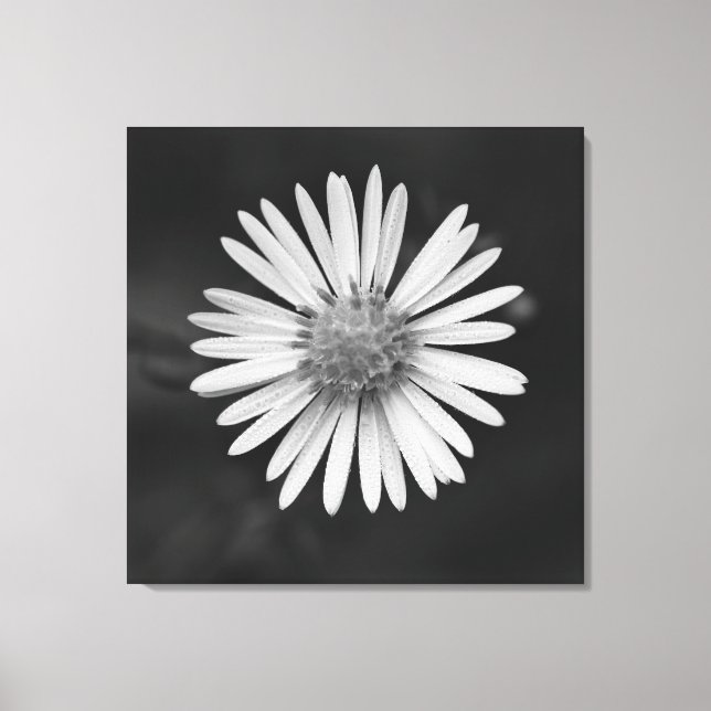 Michaelmas Daisy Flower Canvas Print (Framsida)
