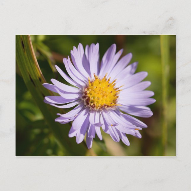 Michaelmas Daisy Vykort (Framsida)