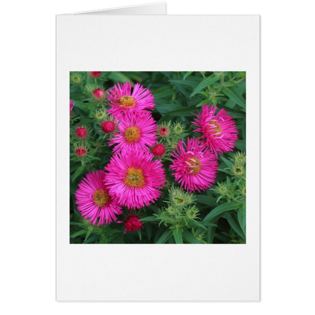 Michaelmas Daisys Hälsningskort (Framsidan)