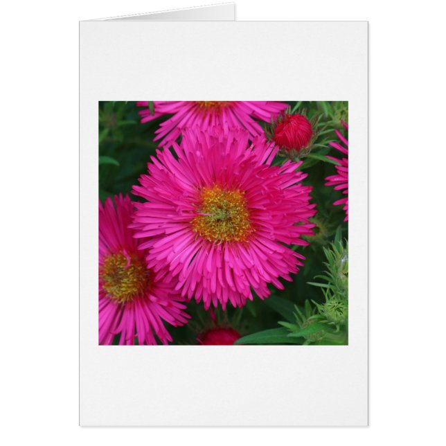 Michaelmas Daisys Hälsningskort (Framsidan)