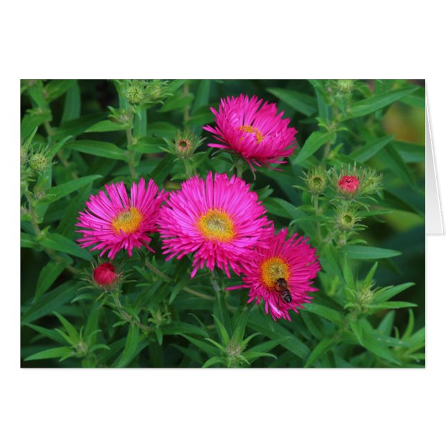 Michaelmas Daisys och Bee Hälsningskort (Framsidan Horizontal)