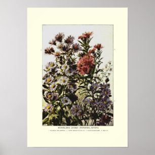Michaelmas daisys poster