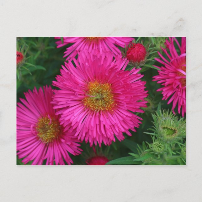 Michaelmas Daisys Vykort (Framsida)