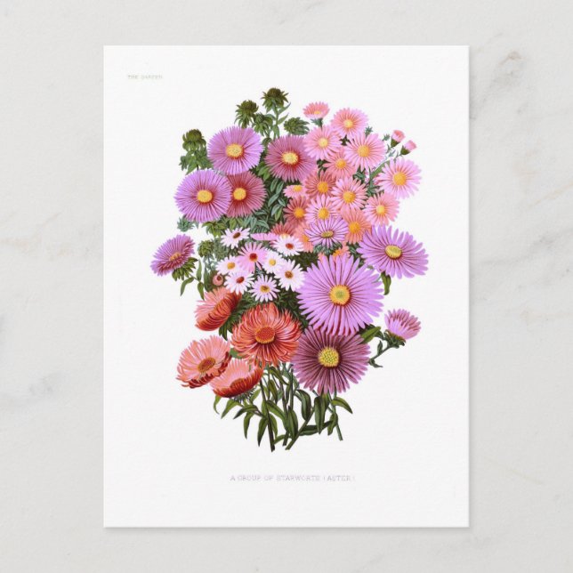 Michaelmas Dasies (Asters) Vykort (Framsida)
