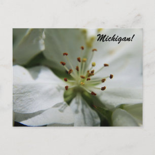 Michigan Apple Blommar Vykort