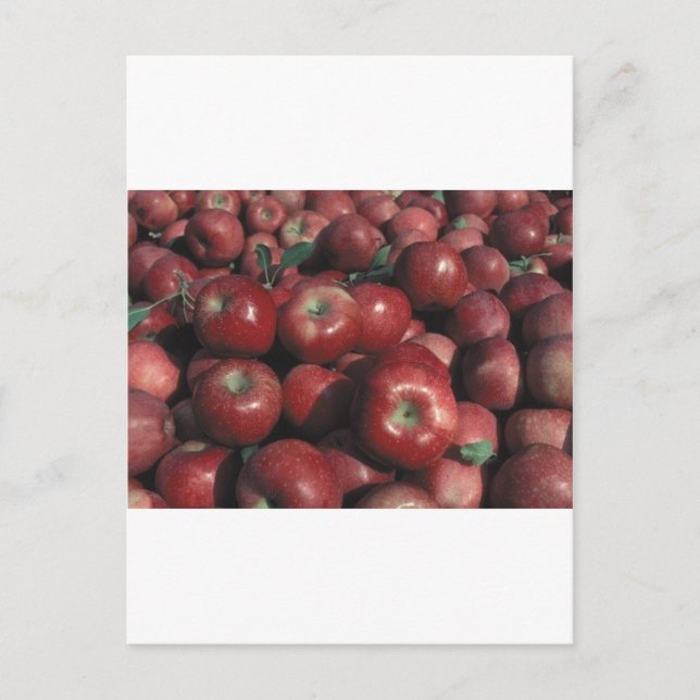 Michigan Apples Vykort (Framsida)