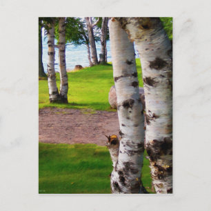 Michigan Birch Träd efter Sjö Vykort
