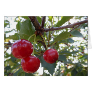 Michigan Cherries Hälsningskort