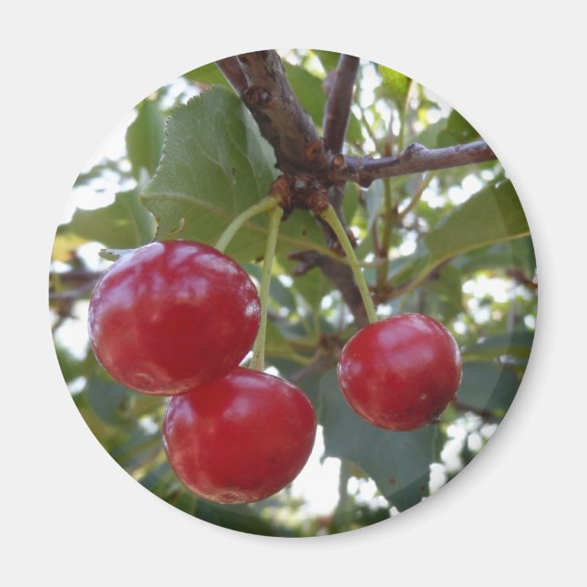 Michigan Cherries Magnet (Framsidan)