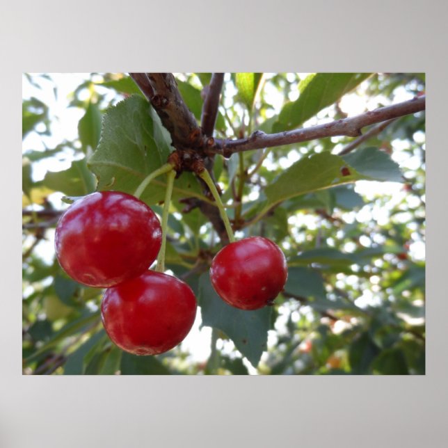 Michigan Cherries Poster (Framsidan)