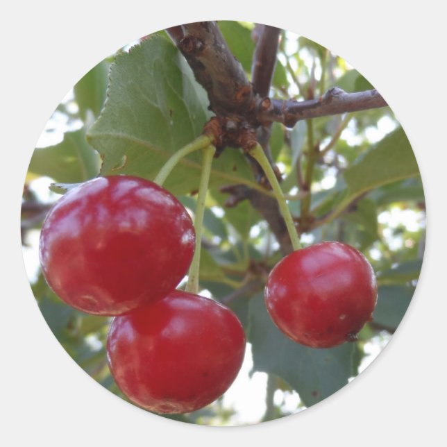 Michigan Cherries Runt Klistermärke (Framsida)