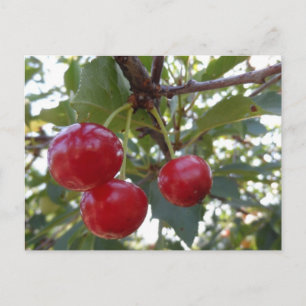 Michigan Cherries Vykort