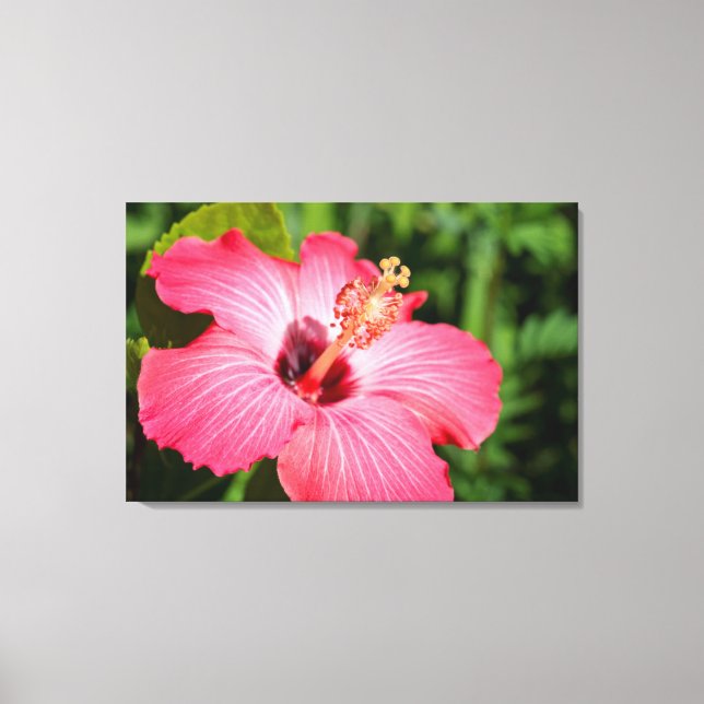 Michigan, Dearborn. Detalj av rosa hibiskus Canvastryck (Framsida)