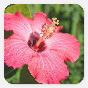 Michigan, Dearborn. Detalj av rosa hibiskus Fyrkantigt Klistermärke