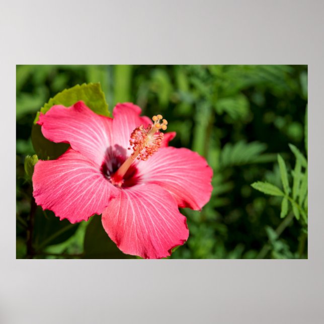 Michigan, Dearborn. Detalj av rosa hibiskus Poster (Framsidan)