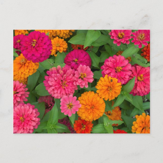 Michigan, Dearborn, Greenfield Village. Närbild Vykort (Framsida)