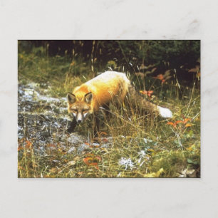 Michigan Fox vykort