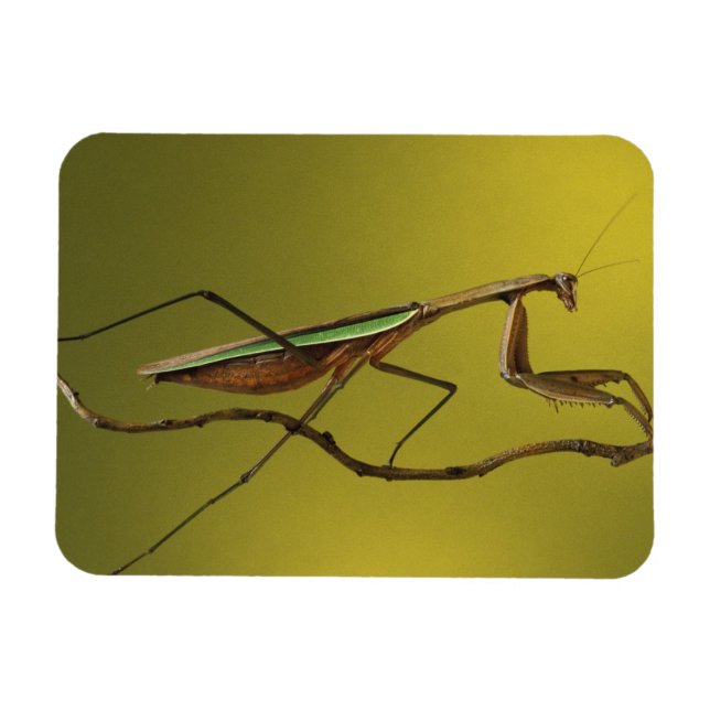 Michigan, Rochester Backe. Praying Mantis Magnet (Horisontell)