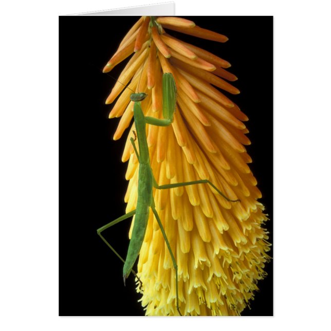 Michigan, Rochester Backe. Praying Mantis on Red Hälsningskort (Framsidan)