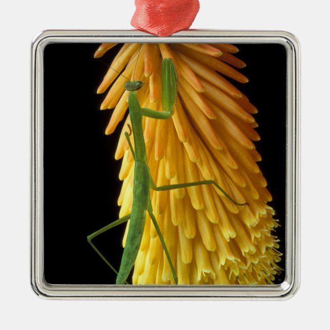 Michigan, Rochester Backe. Praying Mantis on Red Julgransprydnad Metall (Framsidan)