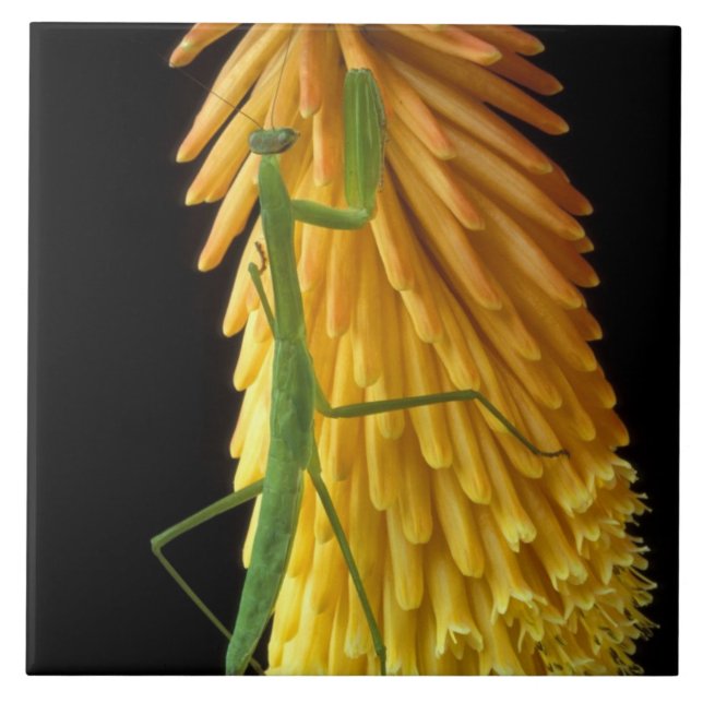 Michigan, Rochester Backe. Praying Mantis on Red Kakelplatta (Framsidan)