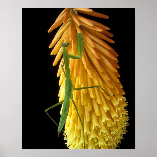 Michigan, Rochester Backe. Praying Mantis on Red Poster (Framsidan)