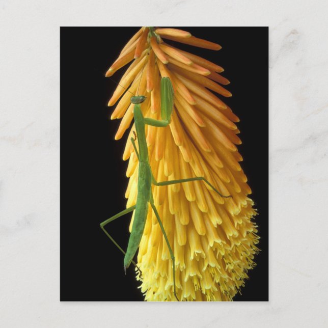 Michigan, Rochester Backe. Praying Mantis on Red Vykort (Framsida)