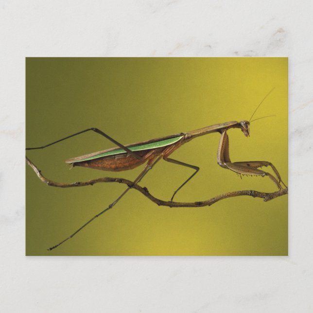 Michigan, Rochester Backe. Praying Mantis on Vykort (Framsida)