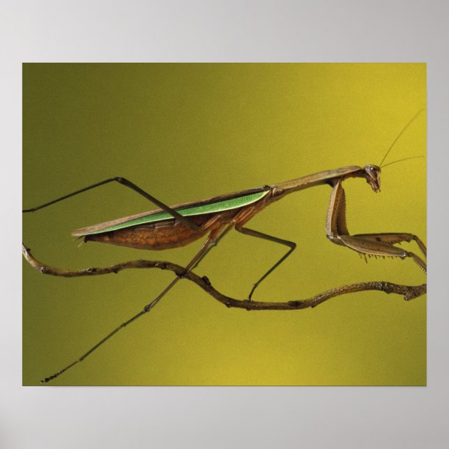 Michigan, Rochester Hills. Bönsyrsa Poster (Framsidan)