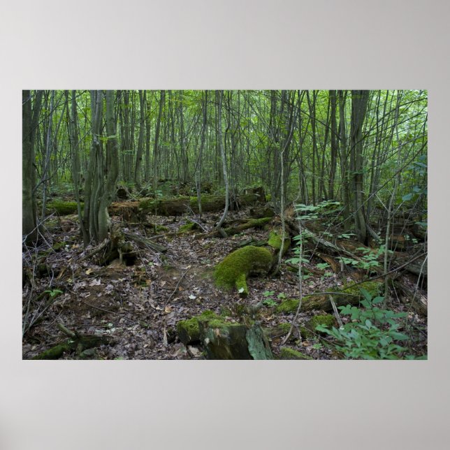 Michigan-skogsavtryck Poster (Framsidan)