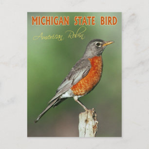 Michigan State Bird - American Robin Vykort