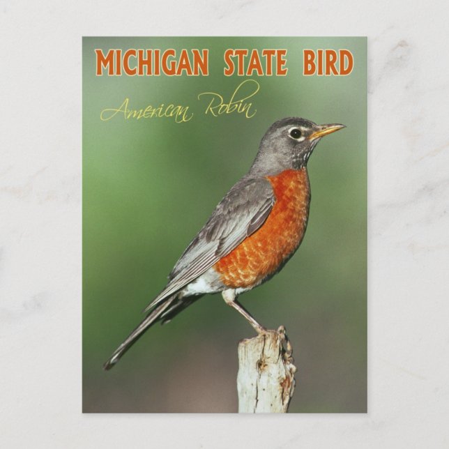 Michigan State Bird - American Robin Vykort (Framsida)