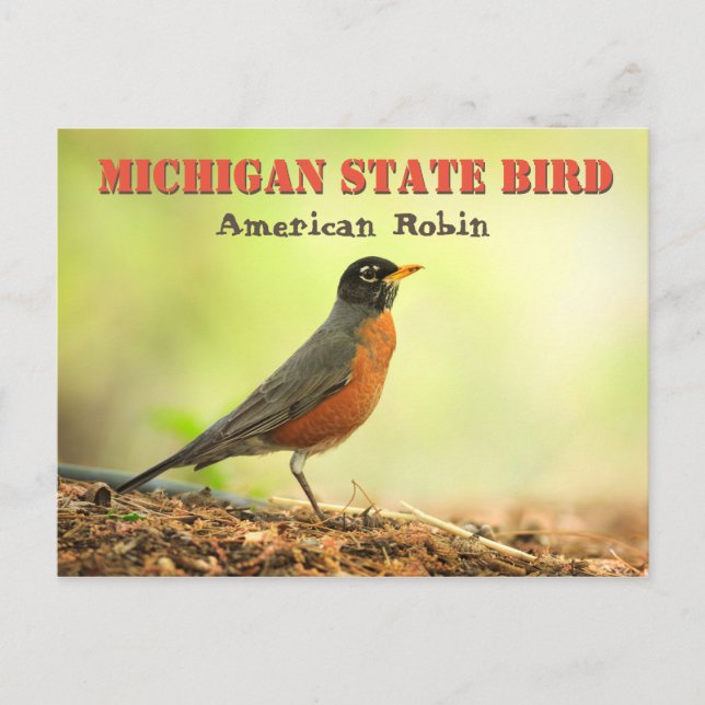 Michigan State Bird Robin Vykort (Framsida)