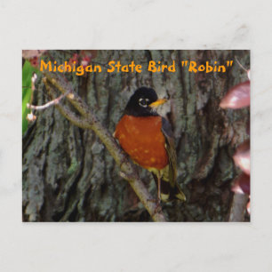 Michigan State Bird Robin Vykort