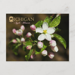 Michigan State Flower: Apple Blommar Vykort