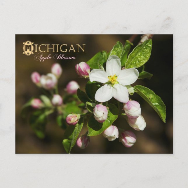 Michigan State Flower: Apple Blommar Vykort (Framsida)