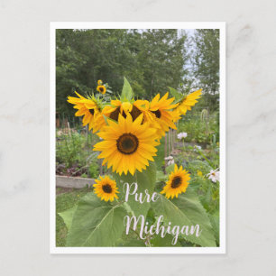 Michigan Summer Sunblomma Postcross-kort Vykort